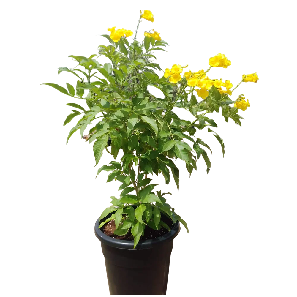 Tecoma stans or Yellow Bells