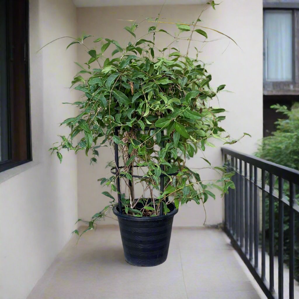 Tristellateia australasiae or Shower of Gold Climber