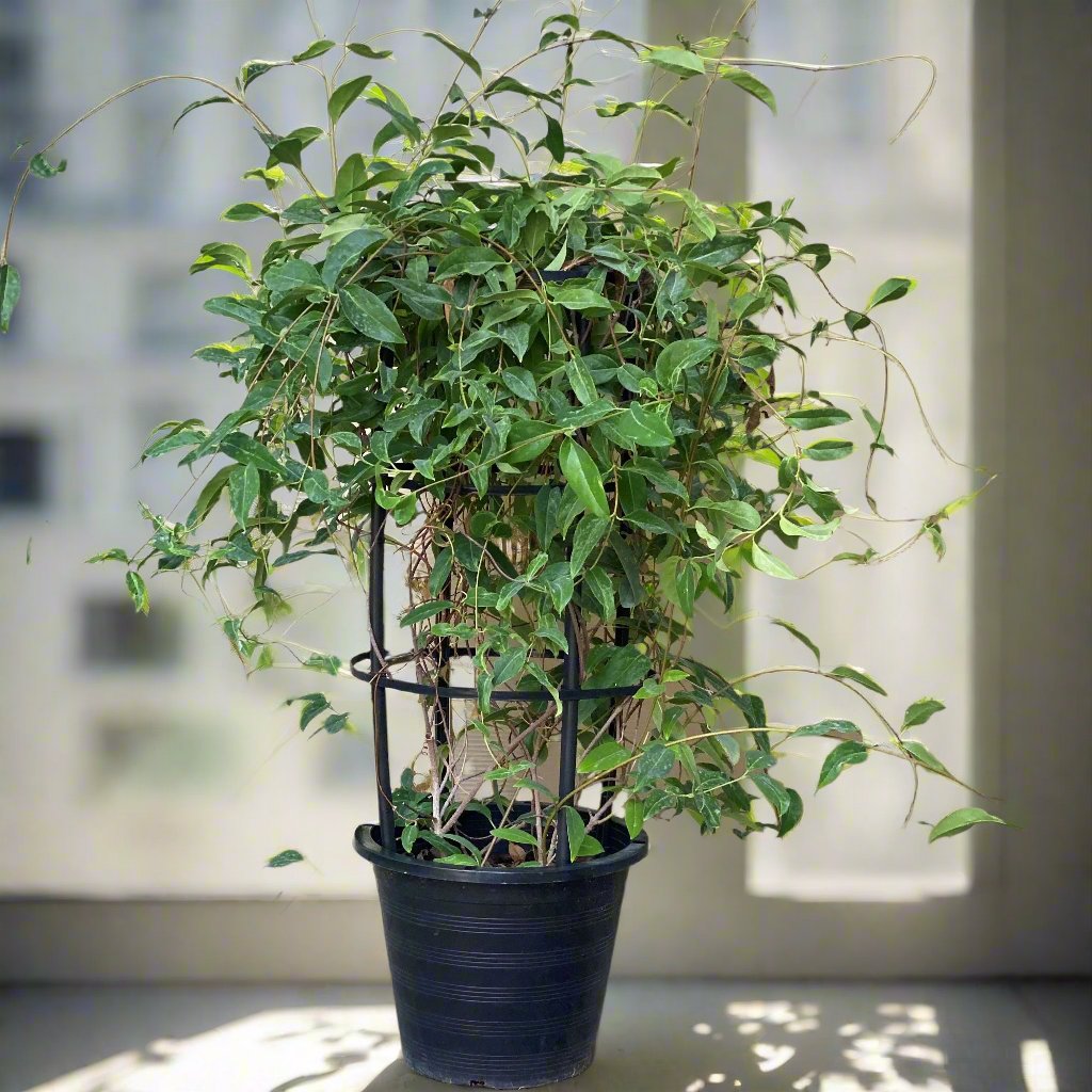 Tristellateia australasiae or Shower of Gold Climber