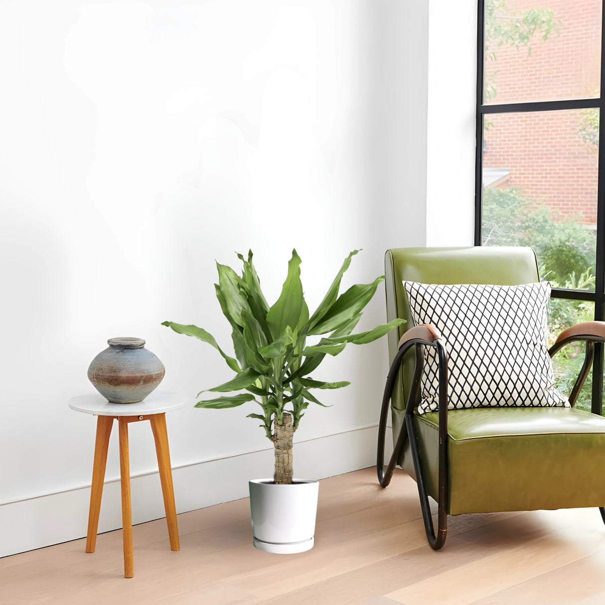 Dracaena Fragrans Green Mini | Massangeana Green Mini