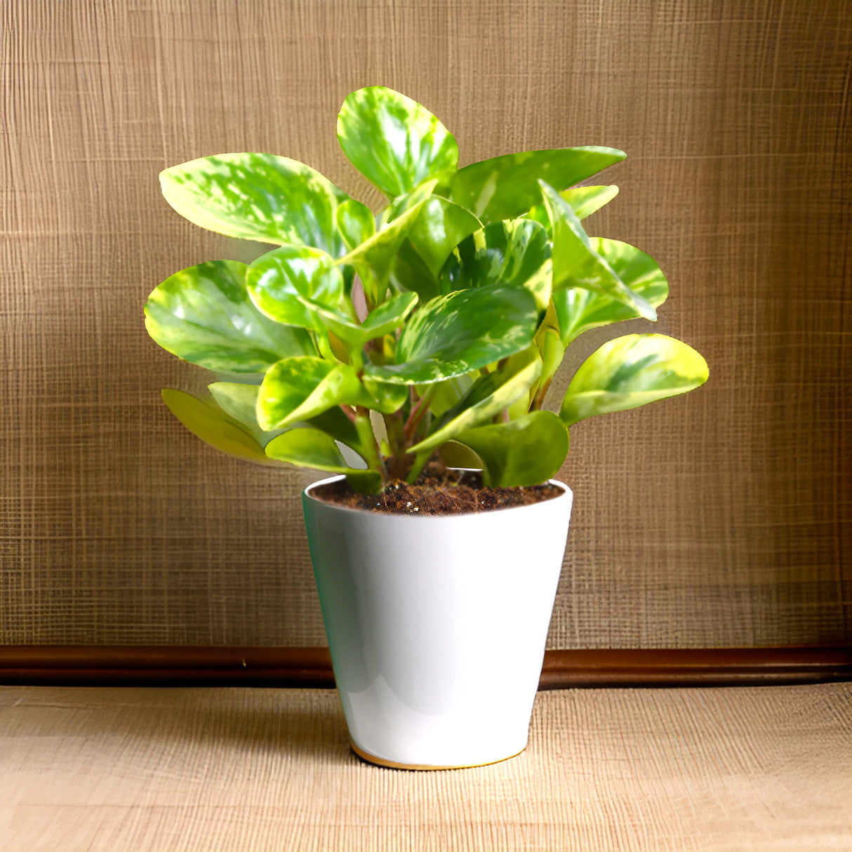 Peperomia marble or Variegated Peperomia 10 - 15cm