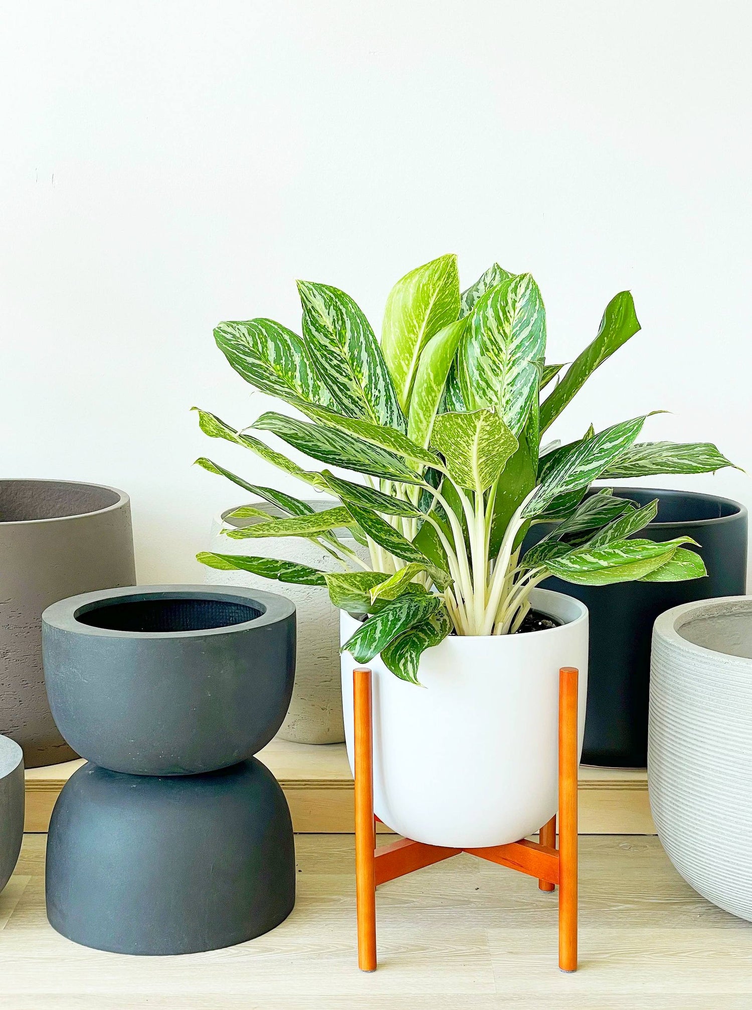 Aglaonema spp | Aglaomema Mix 25-30cm