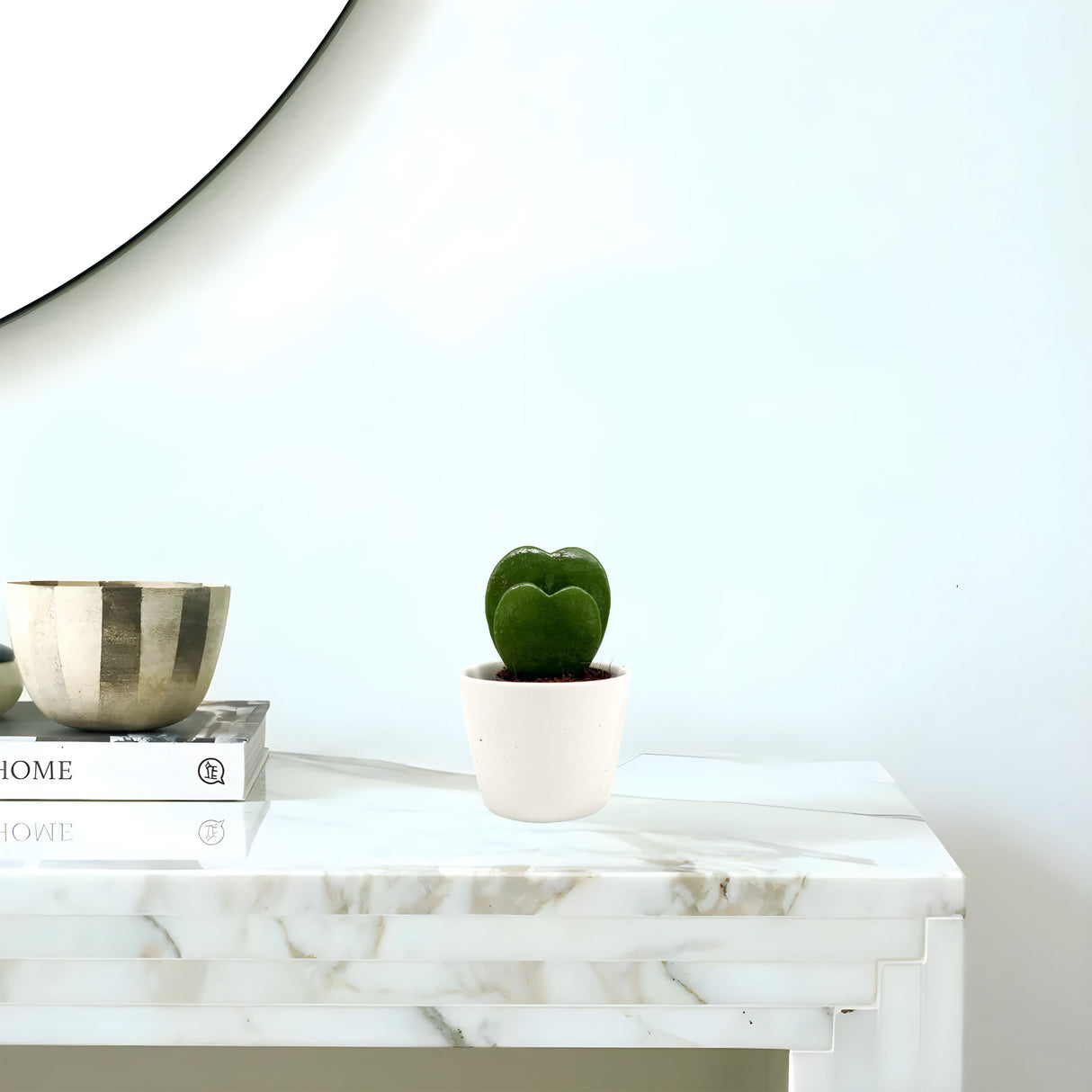 Lucky Heart | Hoya Kerrii | Double Heart | Sweetheart Plant | Valentine Hoya 5-10cm Double