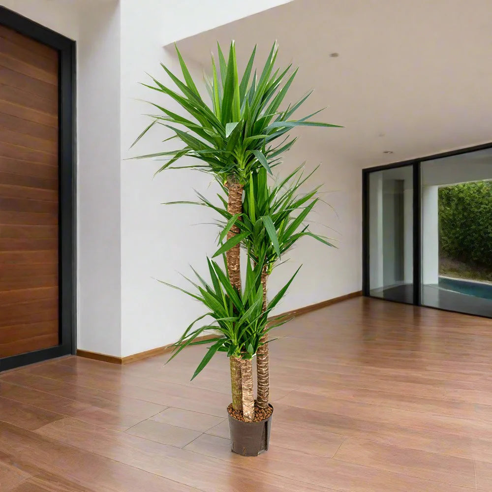 Yucca elephantipes "Spineless Yucca, Giant Yucca"