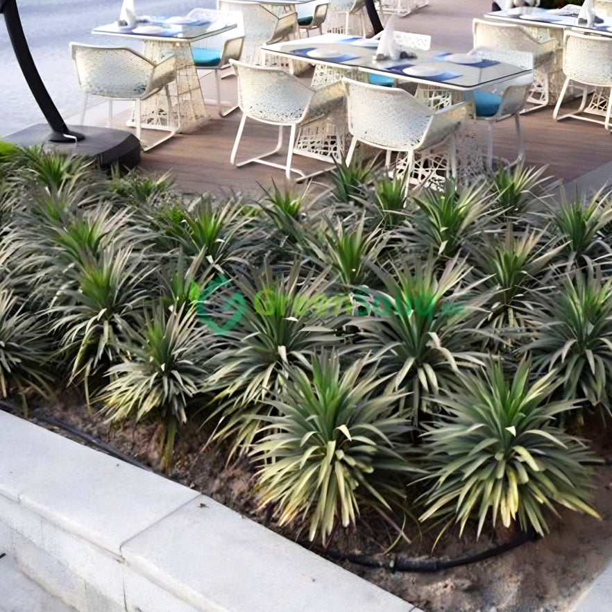 Yucca desmetiana Or Blue Boy 40-60cm