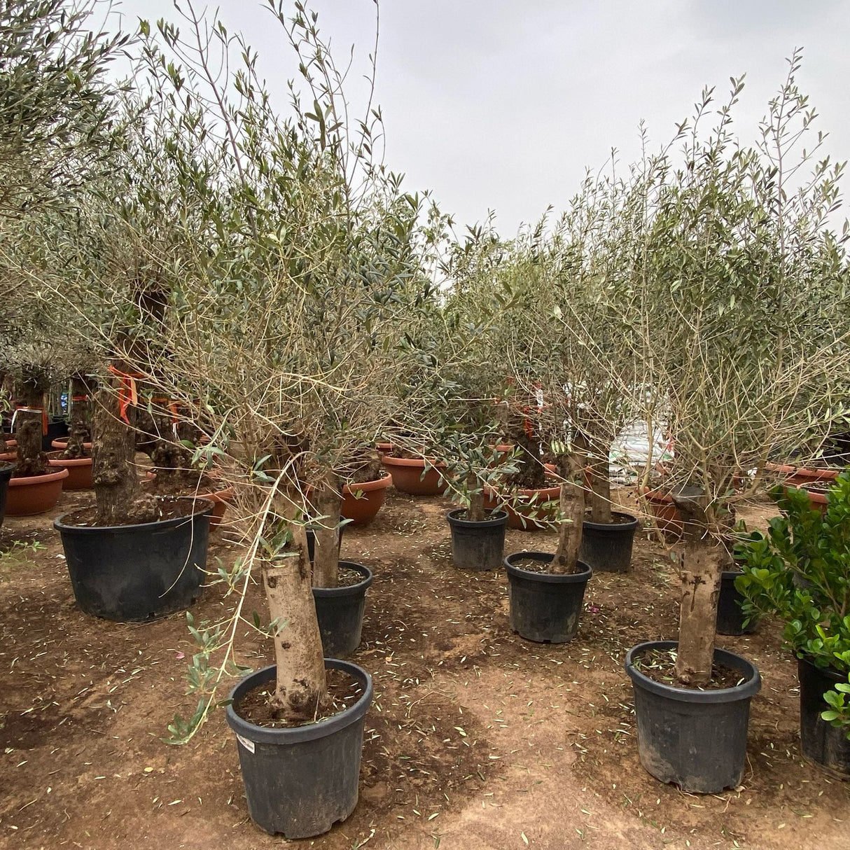 Olea europea or Mature Olive Tree 1.5-1.7m, 90-100mm Dia