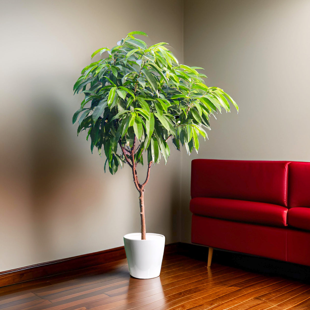 Ficus Amstel King 1.5-2.0m (Indoor)