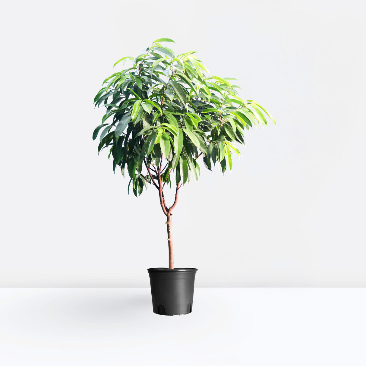 Ficus Amstel King 1.5-2.0m (Indoor)
