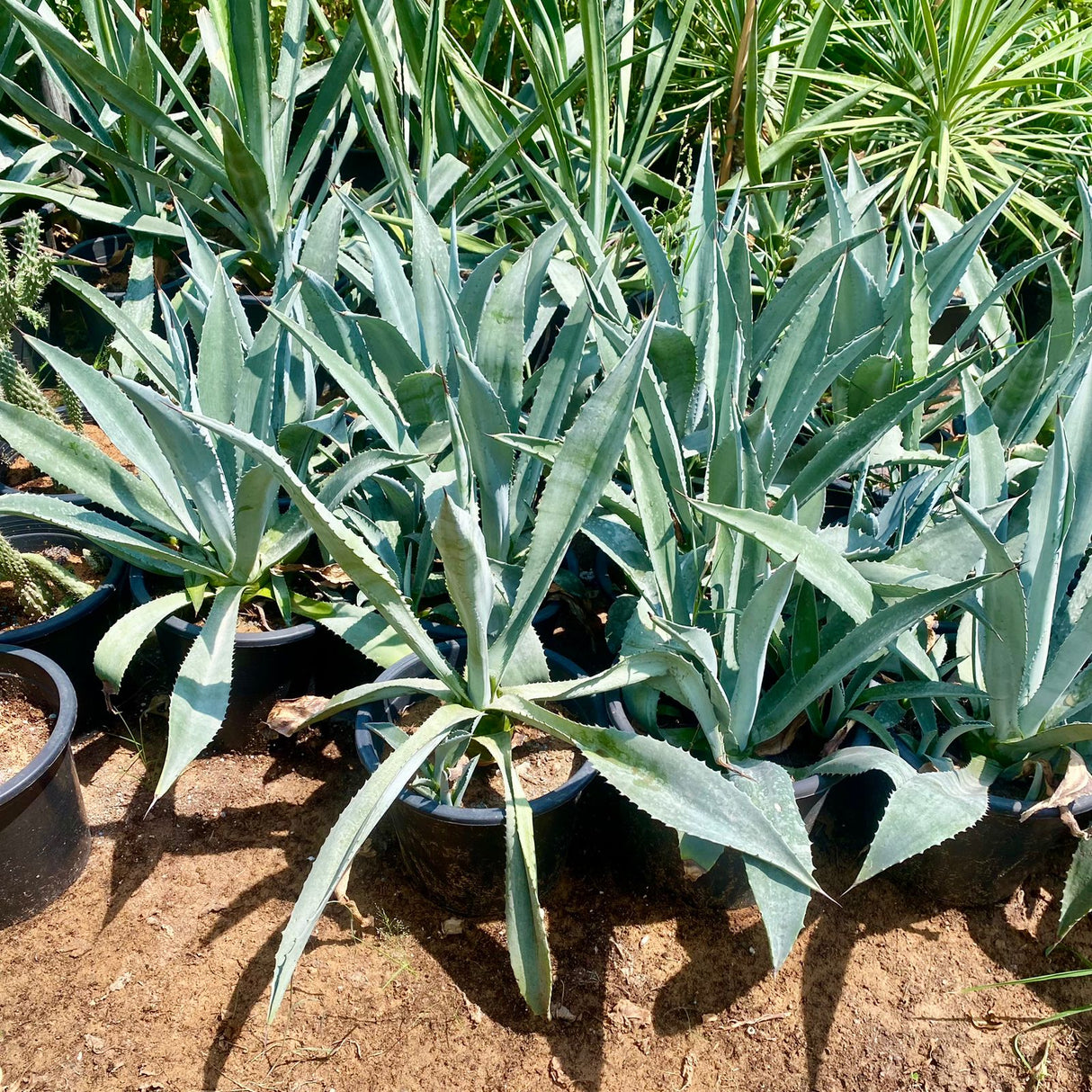 Agave Americana or Century Plant