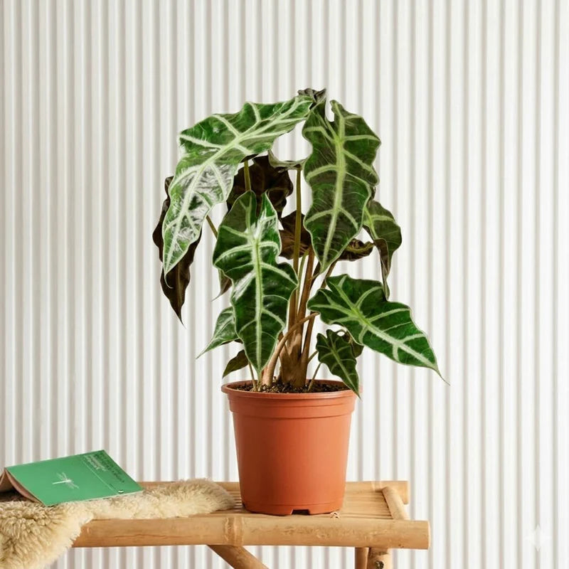 Alocasia "Polly"