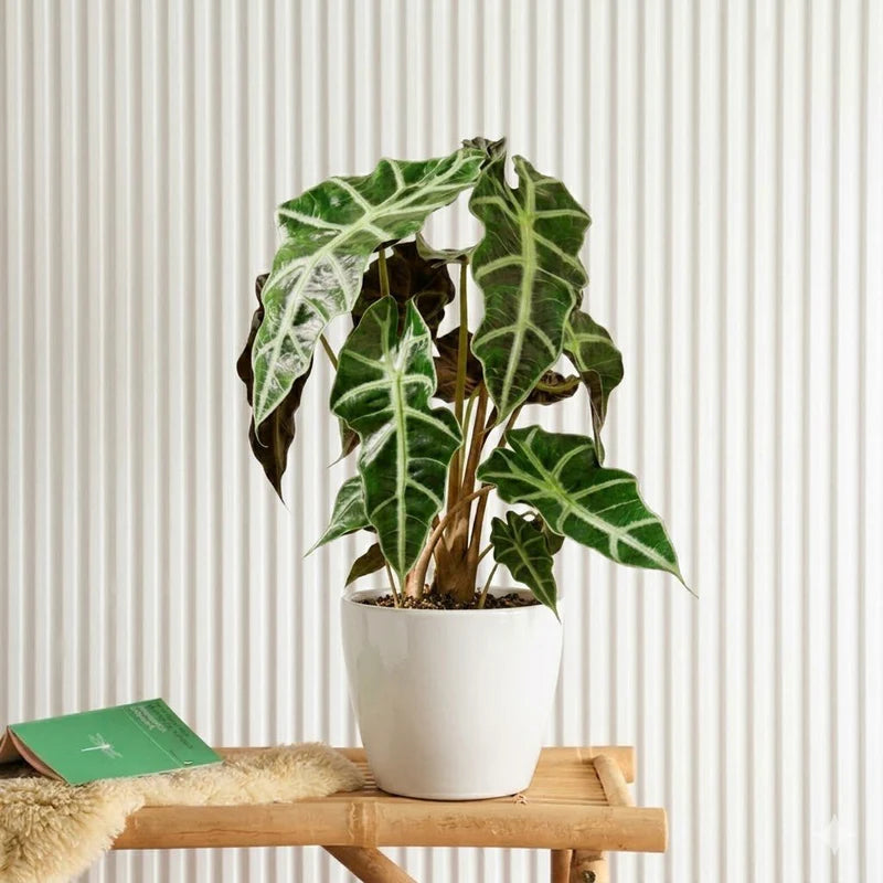 Alocasia "Polly"