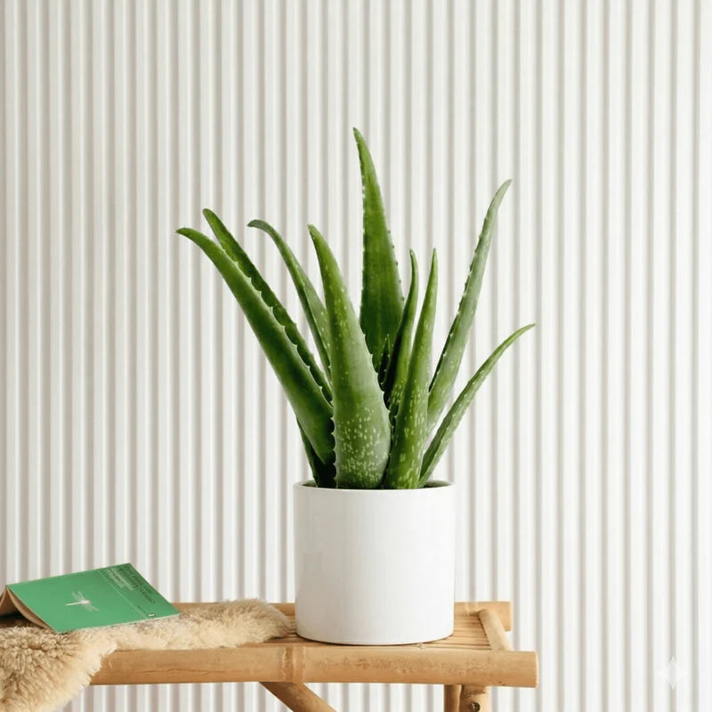 Aloe vera "Indoor" or Medicina Aloe 25-30cm الألوة فيرا