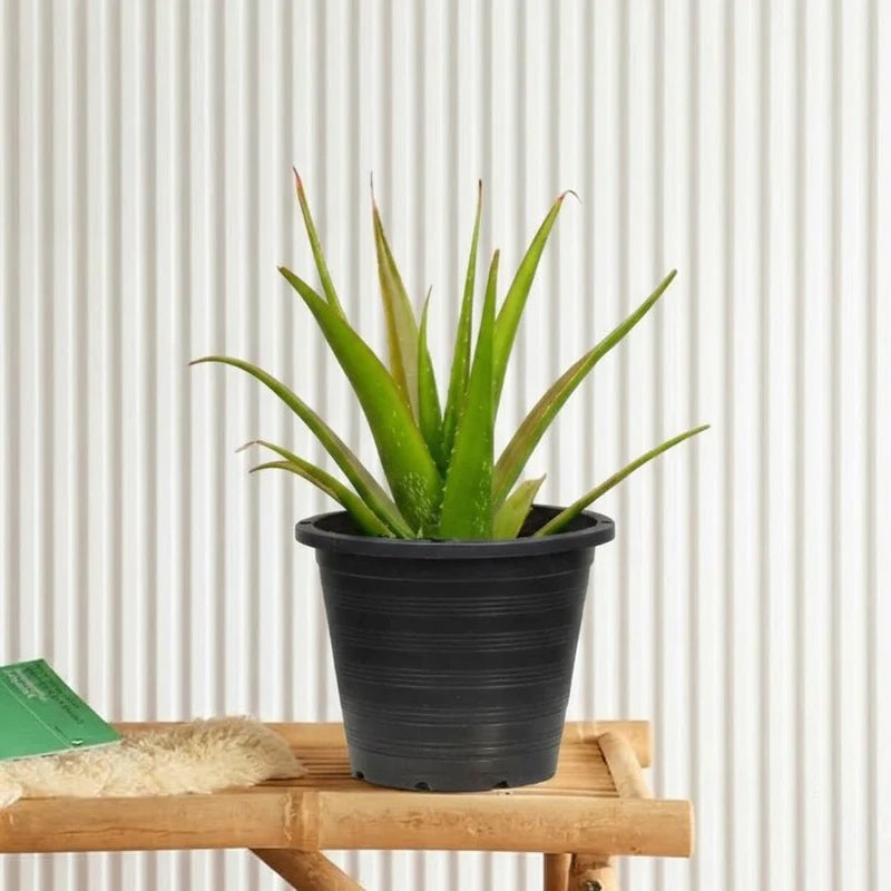 Aloe Vera (Medicina Aloe, Savila) | Dubai's Stylish Plant! الألوة فيرا