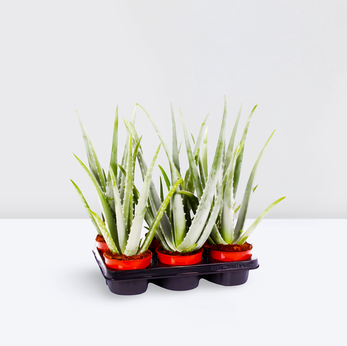 Aloe vera "Indoor" or Medicina Aloe 25-30cm الألوة فيرا