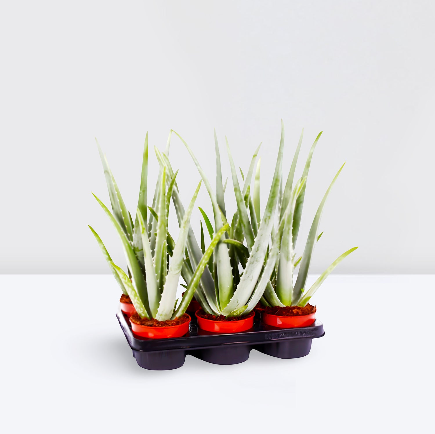 Aloe vera "Indoor" or Medicina Aloe 25-30cm الألوة فيرا