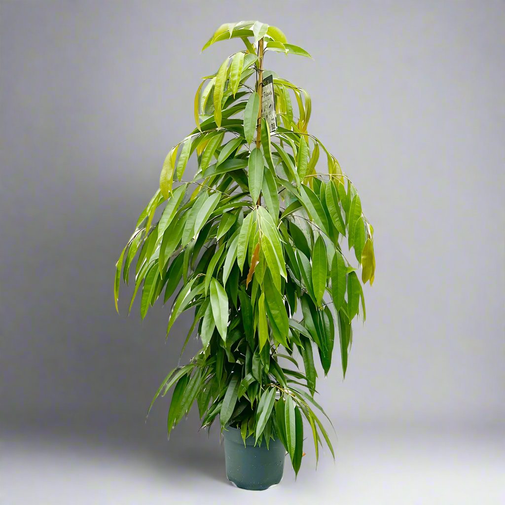 Ficus Amstel King 1.5-2.0m (Indoor)