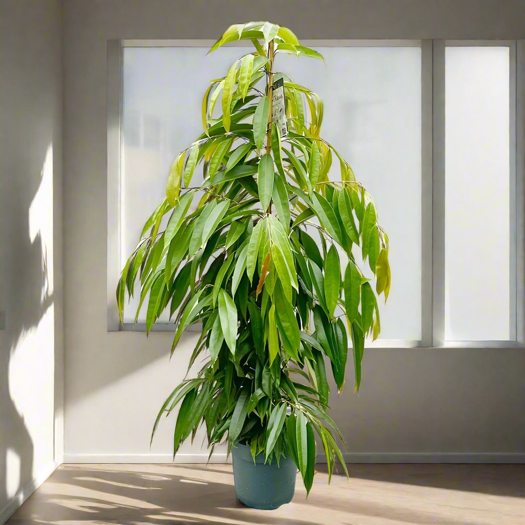 Ficus Amstel King 1.5-2.0m (Indoor)