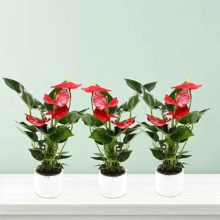 Blossoming Beauty Anthurium Bundle in Cement Pots