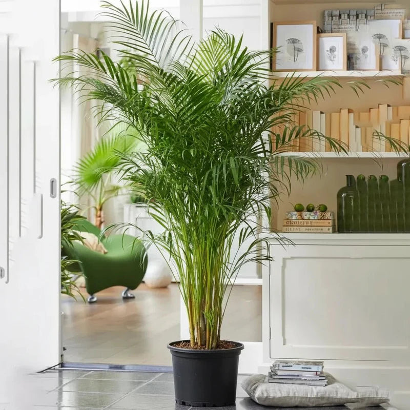 Areca Palm Holland | UAE's Best-Selling Palm!