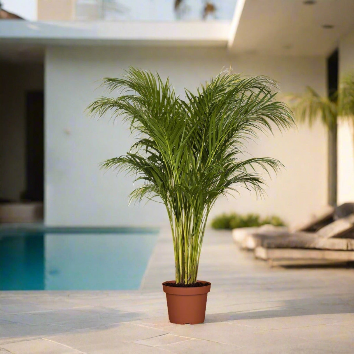 Chrysalidocarpus lutescens | Areca palm Outdoor فراشة النخيل