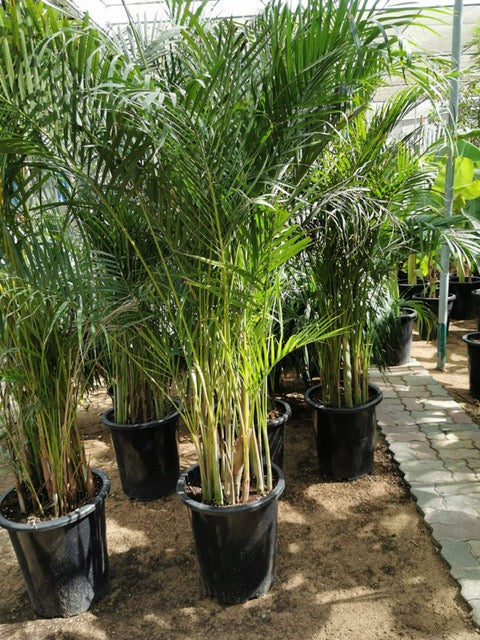 Chrysalidocarpus lutescens | Areca palm Outdoor فراشة النخيل