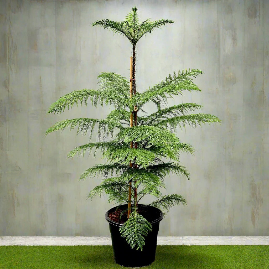 Araucaria heterophylla (Norfolk Island Pine)