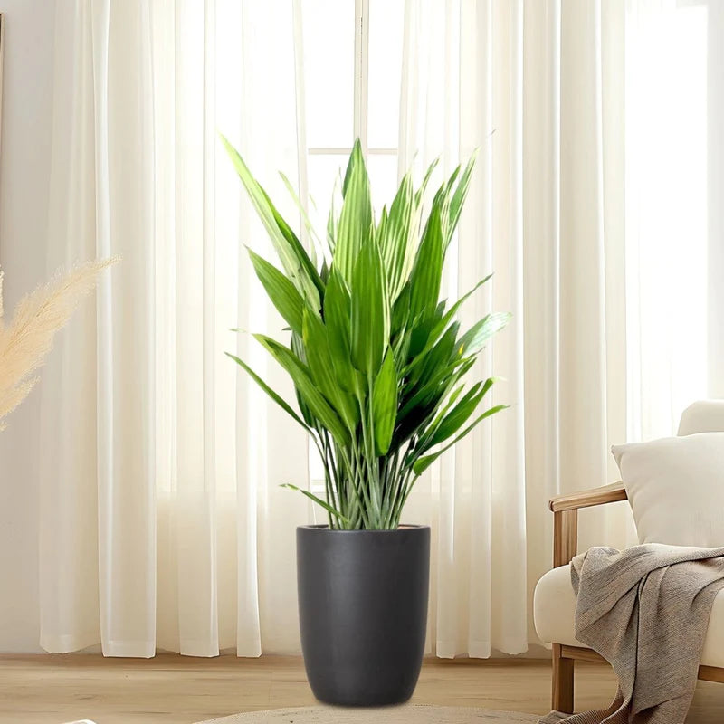Aspiradas | Aspidistras Indoor Plant | Cast Iron Plant 0.8 - 1.0m