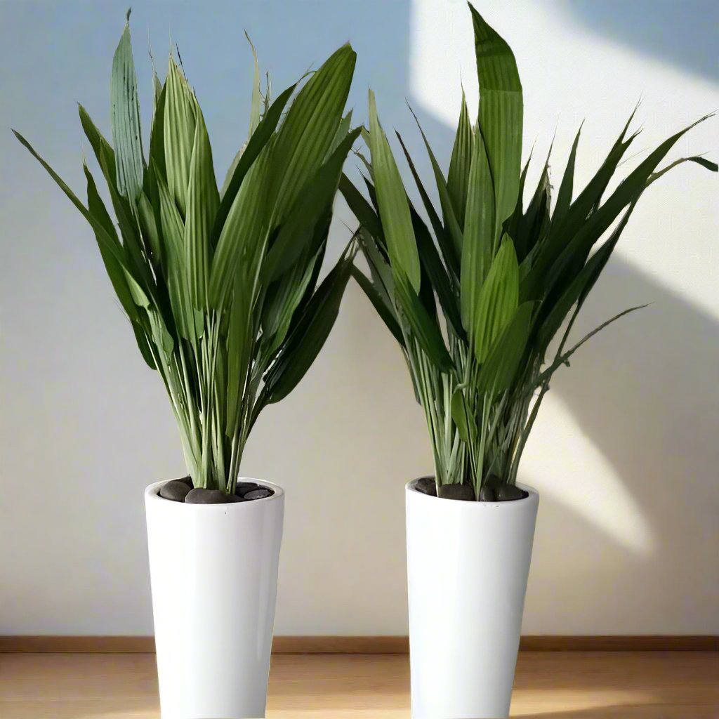 ASPIRADAS Bundle 1m to 1.2m Set of 2 Plants in Ceramic pots