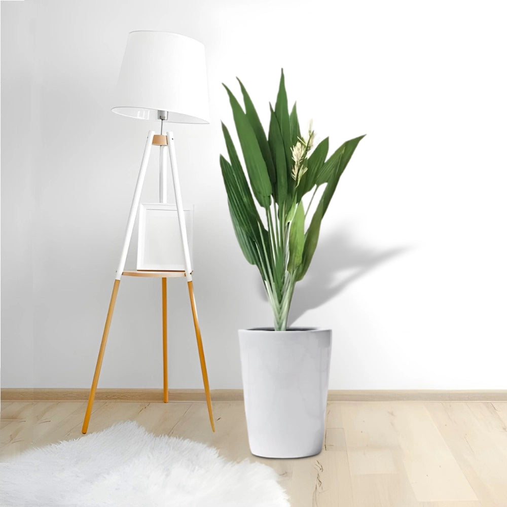 Aspiradas | Aspidistras Indoor Plant | Cast Iron Plant 0.8 - 1.0m