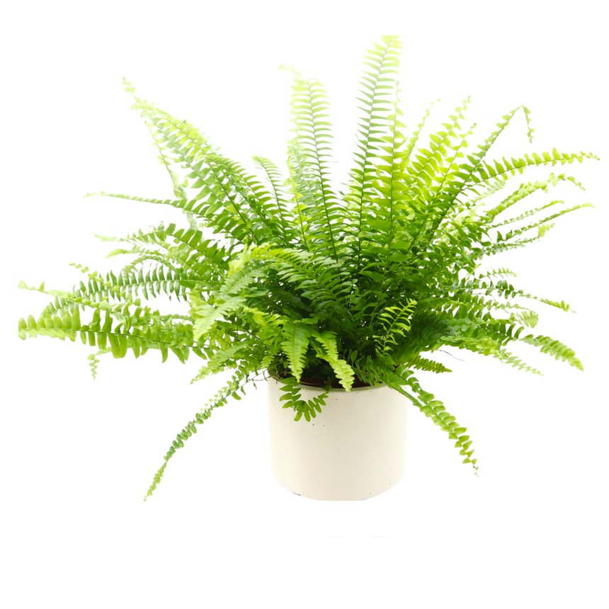 Achicoria Roja de Chioggia Seeds - Fito