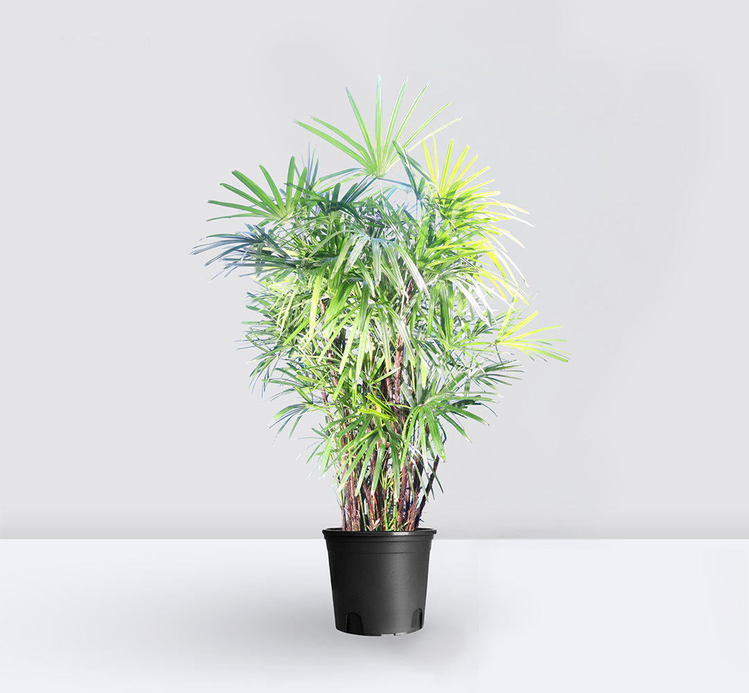 Rhapis Excelsa "Lady Palm سيدة النخيل or Miniature Fan Palm"