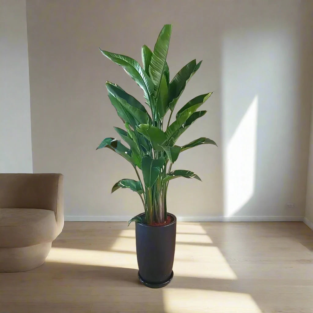 Strelitzia Nicolai or Bird of Paradise طائر الجنة