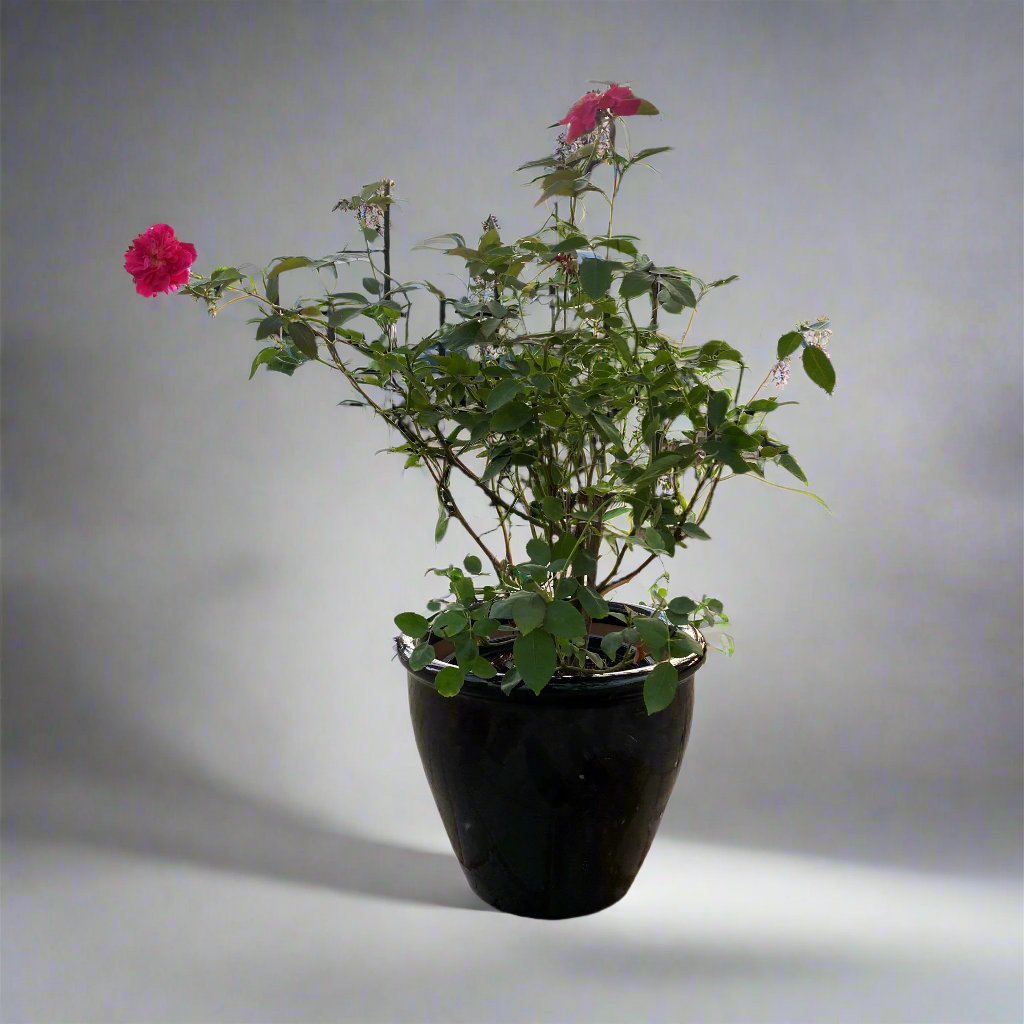 Acalypha wilkesiana "Tri Color"