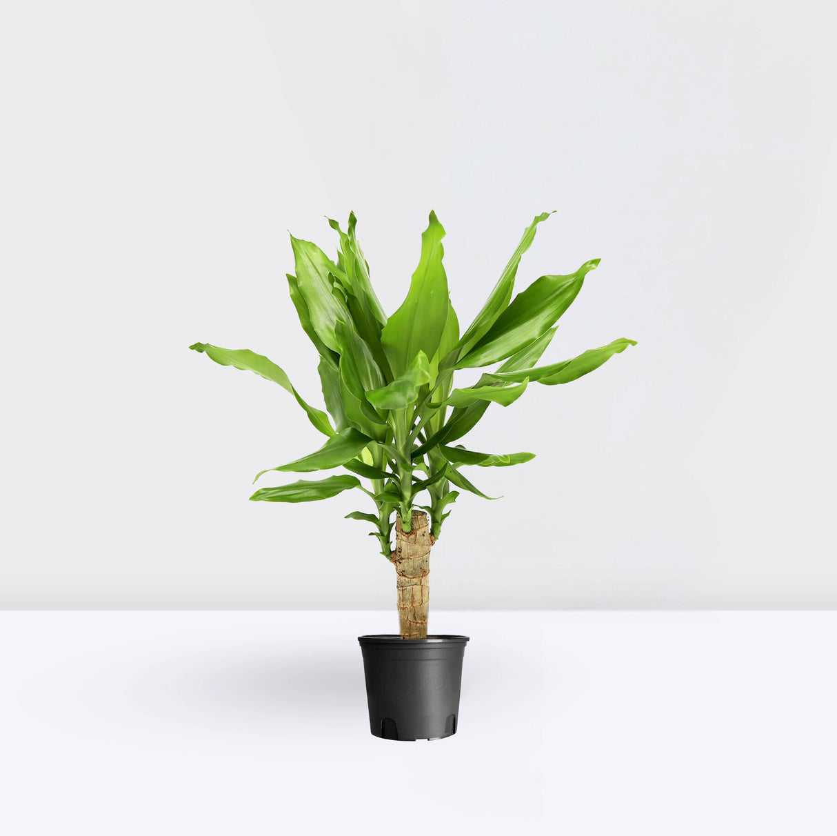 Dracaena Fragrans Green Mini | Massangeana Green Mini