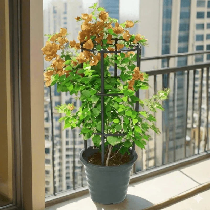 Bougainvillea Gold | Dubai's Favorite Blooms!