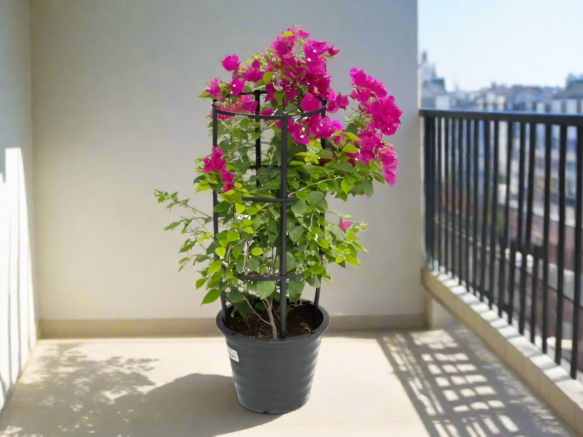 Bougainvillea spectabilis “30 to 160cm” Dark Pink