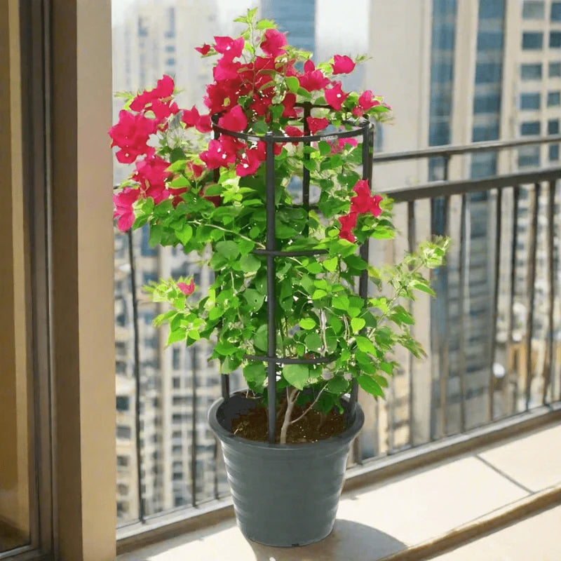 Bougainvillea spectabilis “30 to 160cm” Dark Pink