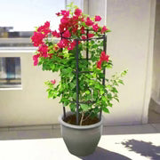 Bougainvillea spectabilis “30 to 160cm” Dark Pink
