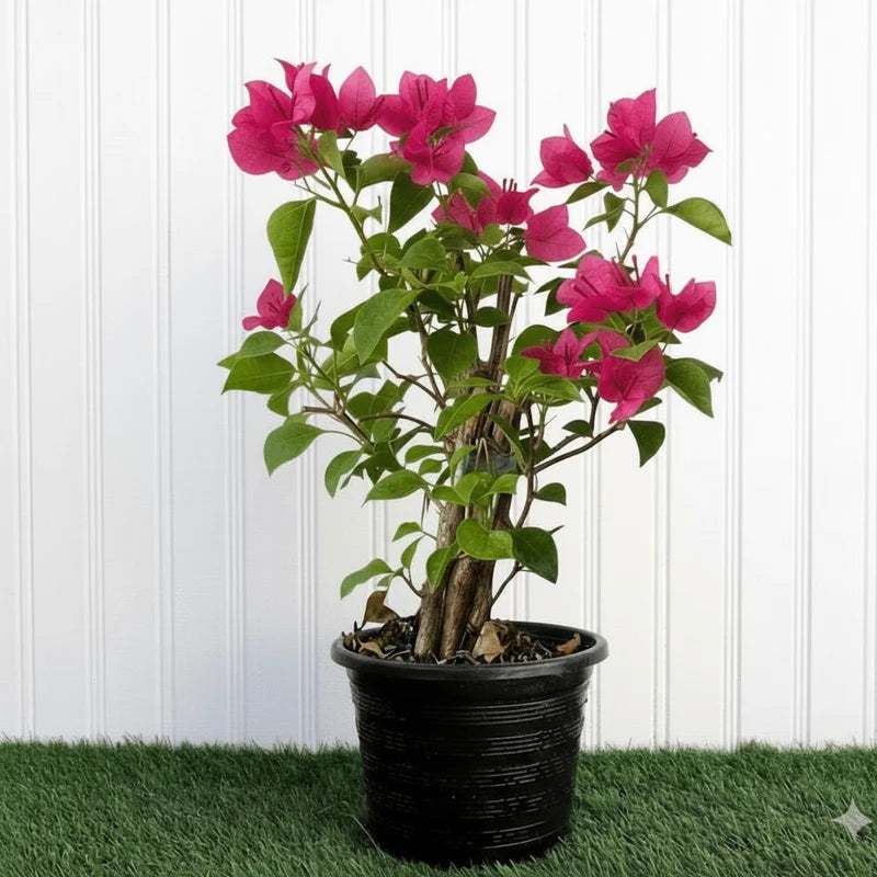 Bougainvillea spectabilis “30 to 160cm” Dark Pink