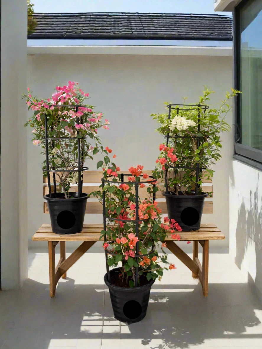 3 Bougainvillea Plants Bundle 80-100cm 1x White Bougainvillea 1x Pink Bougainvillea 1x Cocoice Bougainvillea