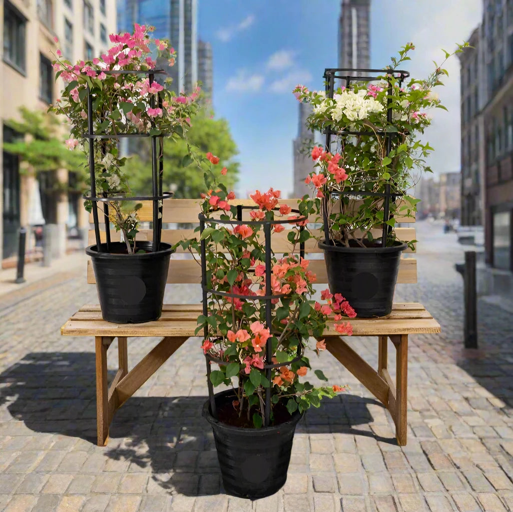 3 Bougainvillea Plants Bundle 80-100cm 1x White Bougainvillea 1x Pink Bougainvillea 1x Cocoice Bougainvillea