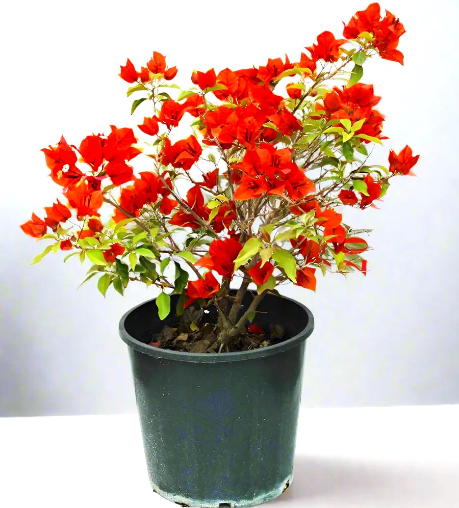 Bougainvillea Red 0.5-0.7m