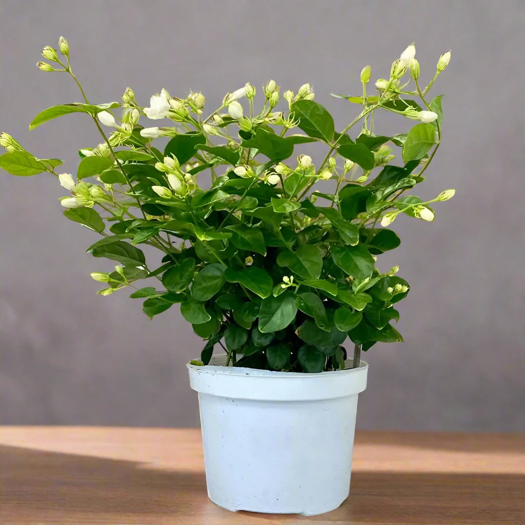 Jasminum sambac "The Arabian Jasmine"