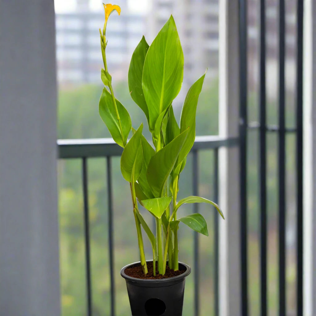 Canna indica or Canna Green