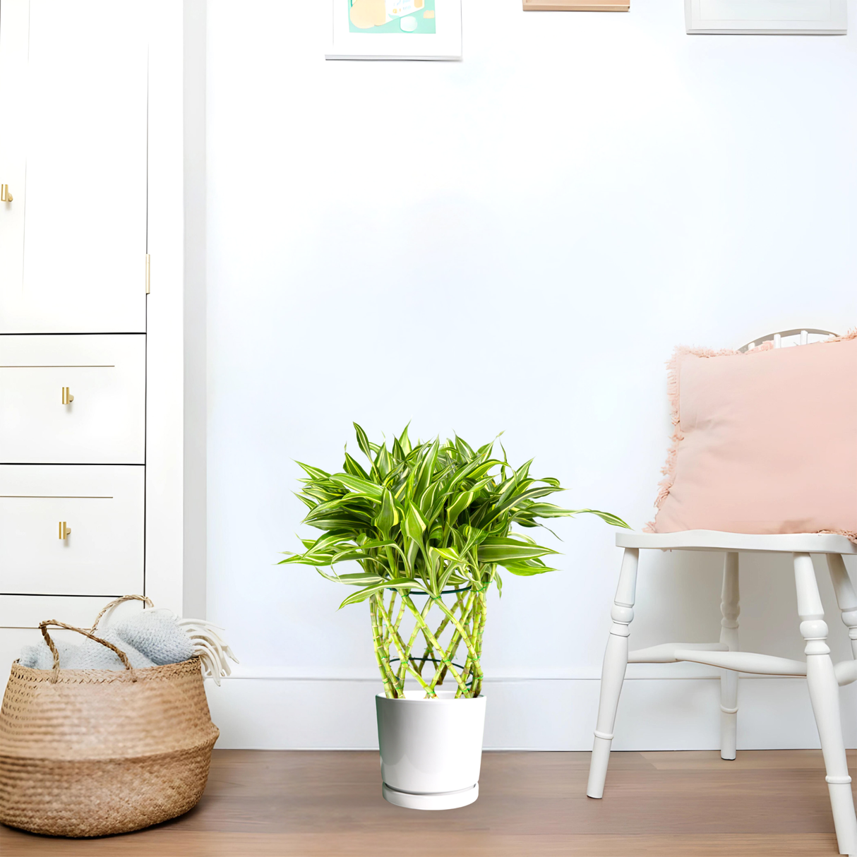 Dracaena Sanderiana | Ribbon Dracaena