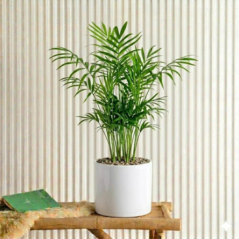 Chamaedorea Elegans, Parlour Palm or Bamboo Palm