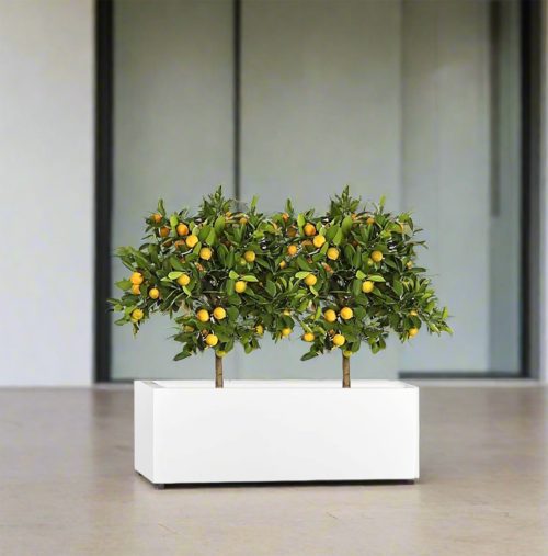 Citrus Mitis (Chinese Orange) Trees Duo in Rectangular GRP Planter – (100x30x30cm)