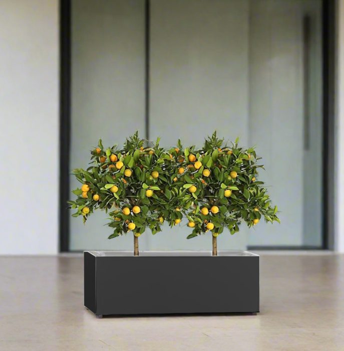 Citrus Mitis (Chinese Orange) Trees Duo in Rectangular GRP Planter – (100x30x30cm)