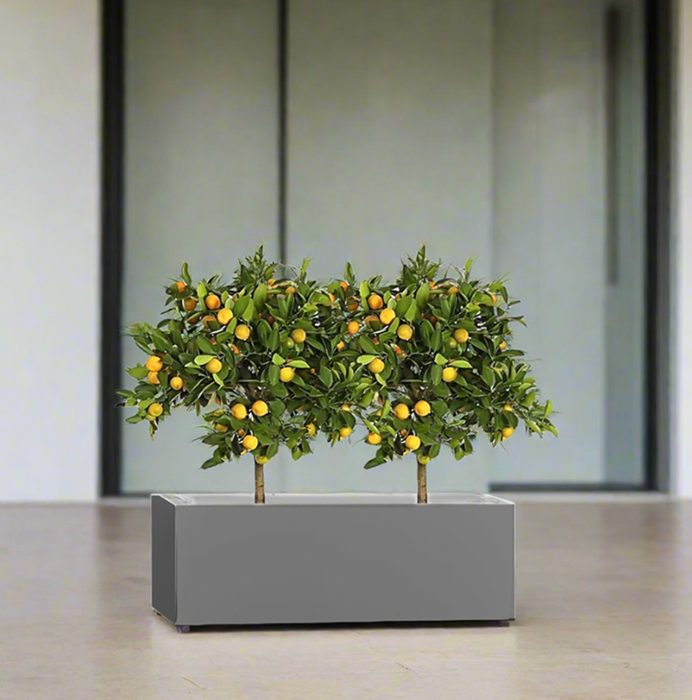 Citrus Mitis (Chinese Orange) Trees Duo in Rectangular GRP Planter – (100x30x30cm)