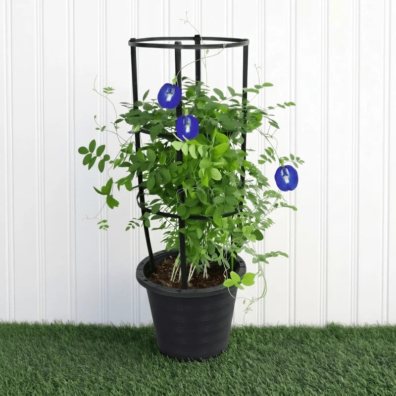 Clitoria Ternatea ,Butterfly Pea | Dubai Gardens Blue Beauty!